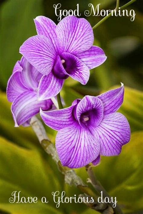 good morning orchid|Good Morning Orchids Flowers